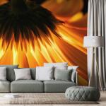 Dovido Fototapet gerbera pe fundal întunecat - 441x297