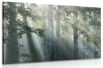 Dovido Tablou raze de soare în pădure plină de ceață - 60x40