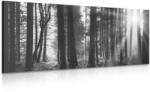 Dovido Tablou pădure luminată de soare în design alb-negru - 200x100
