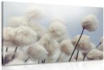 Dovido Tablou flori de bumbac arctice - 30x20