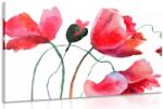Dovido Tablou flori de mac inedite - 60x40