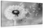 Dovido Tablou păpădie magică alb-negru - 90x60