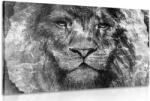 Dovido Tablou cap de leu alb-negru - 40x30