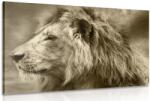 Dovido Tablou leu african în design sepia - 120x80