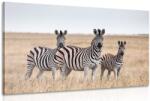 Dovido Tablou trei zebre în savana - 90x60