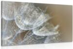 Dovido Tablou păpădie macro în fundal - 90x60