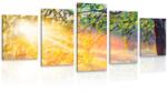 Dovido Tablou 5-piese răsăritde soare în pădure - 150x75