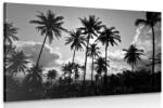 Dovido Tablou palmieri de cocos pe plajă alb-negru - 150x100