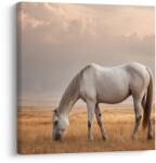Dovido Tablou cal singuratic pe câmp - 70x70