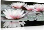 Dovido Tablou floare de lotus - 40x30