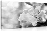 Dovido Tablou flori de crin pe fundalul abstract în design alb-negru - 30x20