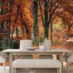 Dovido Fototapet autoadeziv pădure în perioada de toamnă - 294x270