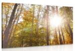Dovido Tablou pădure în culori de toamnă - 30x20