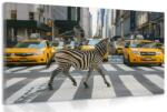 Dovido Tablou zebra în New York - 90x60