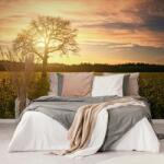 Dovido Fototapet a unui copac singuratic - 294x198