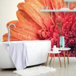 Dovido Tapet gerbera cu picături de apă - 245x270