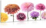 Dovido Tablou flori de dalia într-un design divers - 200x100