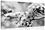 Dovido Tablou floare de cires alb-negru - 40x30