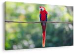 Dovido Tablou papagal colorat în junglă - 40x30