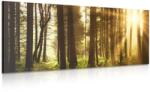 Dovido Tablou pădure luminată de soare - 140x70
