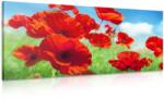 Dovido Tablou flori de mac într-o pajiște - 120x60