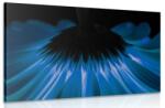 Dovido Tablou gerbera albastră pe fundal albastru închis - 90x60