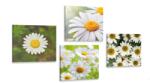 Dovido Set tablouri flori magice - 4x 60x60