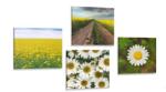 Dovido Set tablouri luncă plină de flori - 4x 60x60