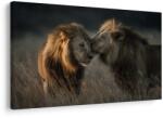 Dovido Tablou lei în savana africană - 30x20