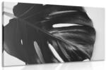 Dovido Tablou frunză de philodendron alb-negru - 120x80