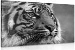 Dovido Tablou tigru bengal în design alb-negru - 150x100