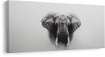Dovido Tablou portret alb-negru de elefant - 120x60