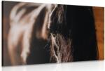 Dovido Tablou calul maiestuos - 30x20
