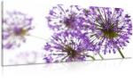 Dovido Tablou flori violete flori de usturoi - 60x30