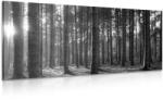 Dovido Tablou dimineața în pădure în design alb-negru - 100x50