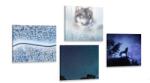 Dovido Set tablouri lupul solitar - 4x 60x60