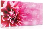 Dovido Tablou floare roz - 40x30