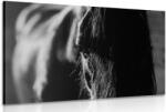 Dovido Tablou calul maiestuos în design alb-negru - 90x60