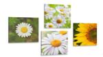 Dovido Set tablouri flori de luncă - 4x 40x40