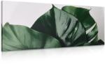 Dovido Tablou frunză de philodendron - 200x100