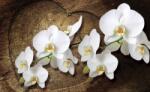 Consalnet Orchidea poszter, fotótapéta (C1-1014)