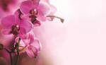 Consalnet Orchidea poszter, fotótapéta (C1-1033)