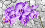 Consalnet Orchidea poszter, fotótapéta (C1-1606)