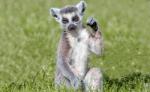 Consalnet Lemur poszter, fotótapéta (C1-3623)