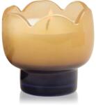 Paddywax Tulip Garden & Grove ароматна свещ 155 гр
