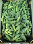  Friss Talajuborka Savanyításhoz 1KG (5903917104654)