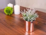 MagicHome Vianoce Suculent artificial decorativ in ghiveci ceramic auriu, 16 cm (8090351)