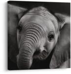 Dovido Tablou portret alb-negru al unui elefant - 30x30