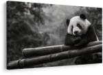 Dovido Tablou panda odihnindu-se pe bambus - 90x60