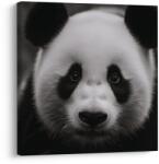 Dovido Tablou panda pe fundal negru - 30x30